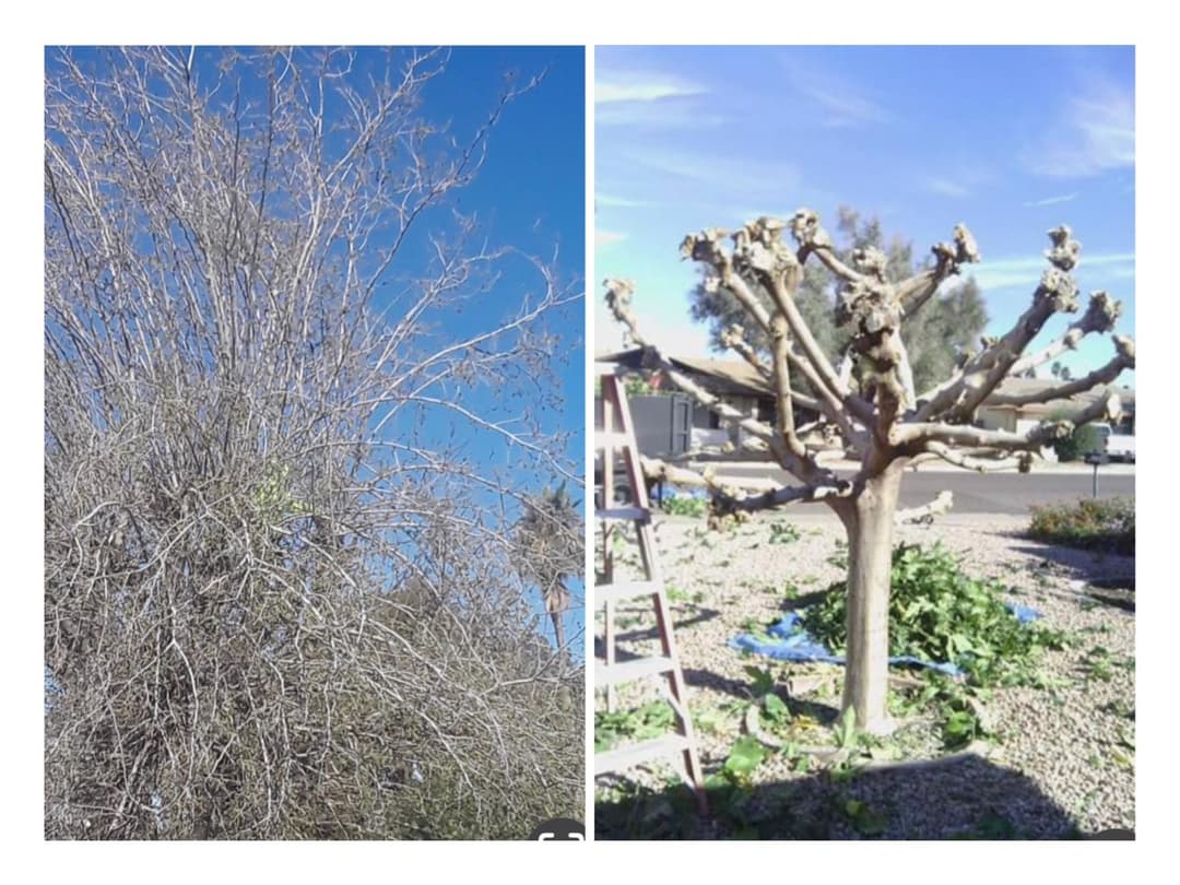 Residential tree trimming removing overgrown branches near driveway
