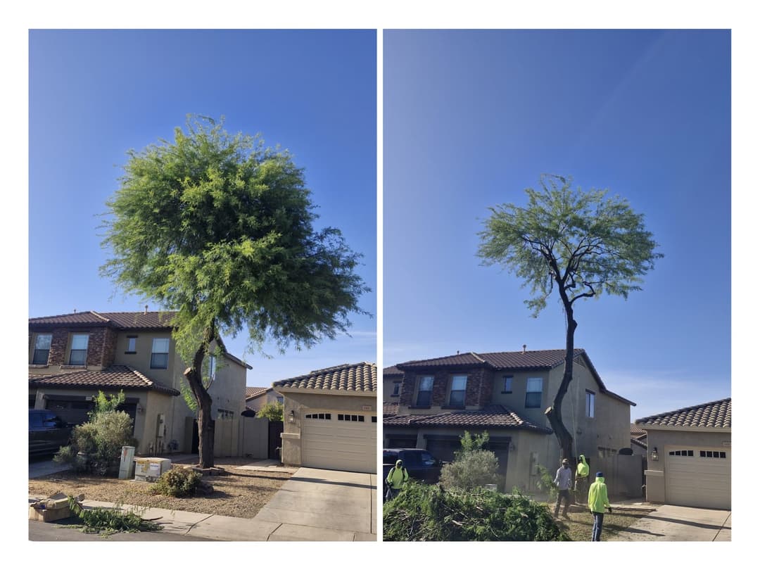 Palo verde tree before and after trimming — cleaner structure and improved clearance