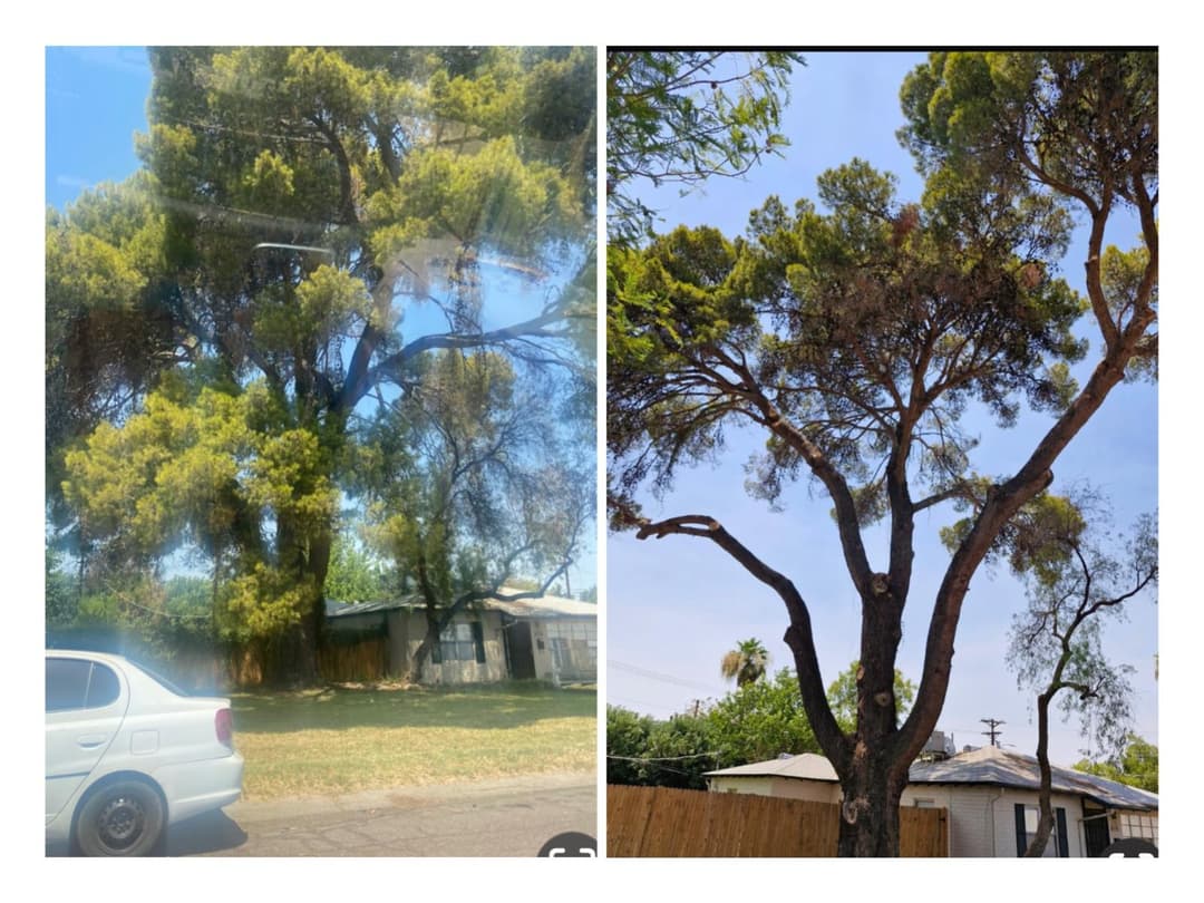 Residential tree pruning near home to improve safety and structure