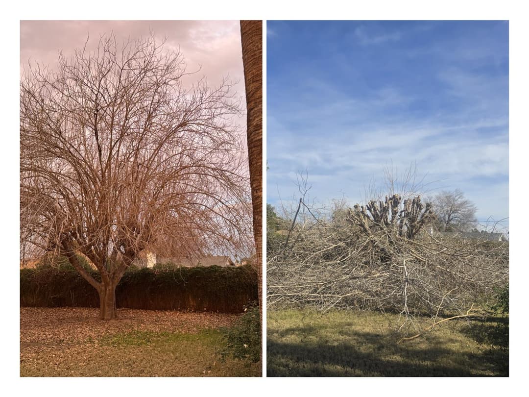 Leafless tree requiring seasonal pruning and maintenance